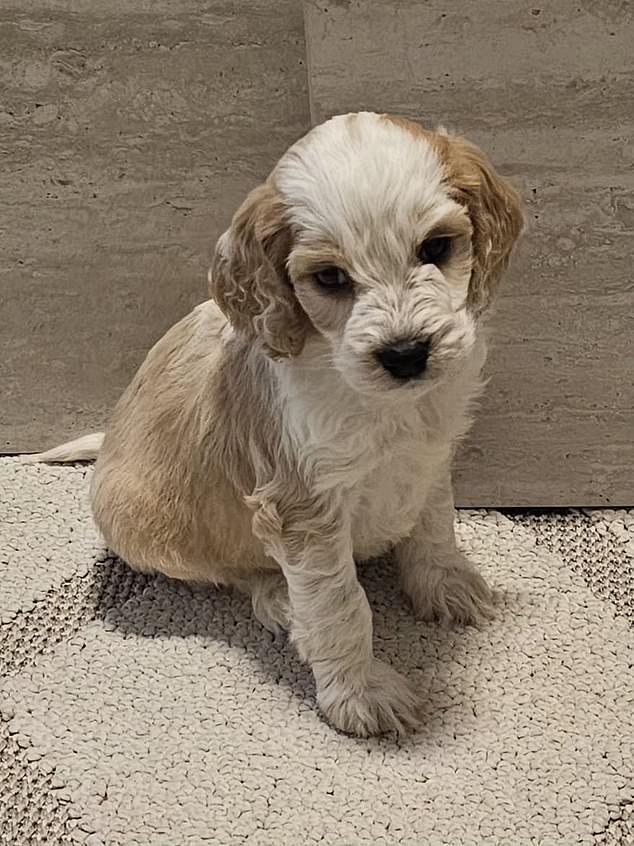 Puppy farm's dark, secret past only became clear to animal lover after nine-week-old dog he had just bought started vomiting during the car ride home and died with 24 hours...