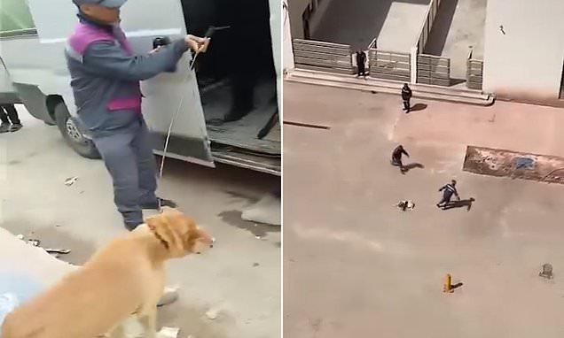 Heart-breaking footage shows dogs being rounded up for 'mass killing' in Morocco ahead of World Cup - with 'millions set to be slaughtered'