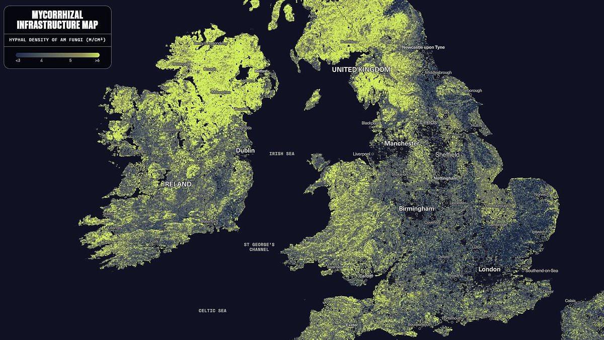 The fungal network hidden beneath our feet: Secret web of fungi could circle Earth 2.7 TRILLION times