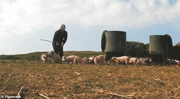 Farm which supplied pork to major supermarkets admits animal cruelty offences after undercover filming captured staff abusing pigs