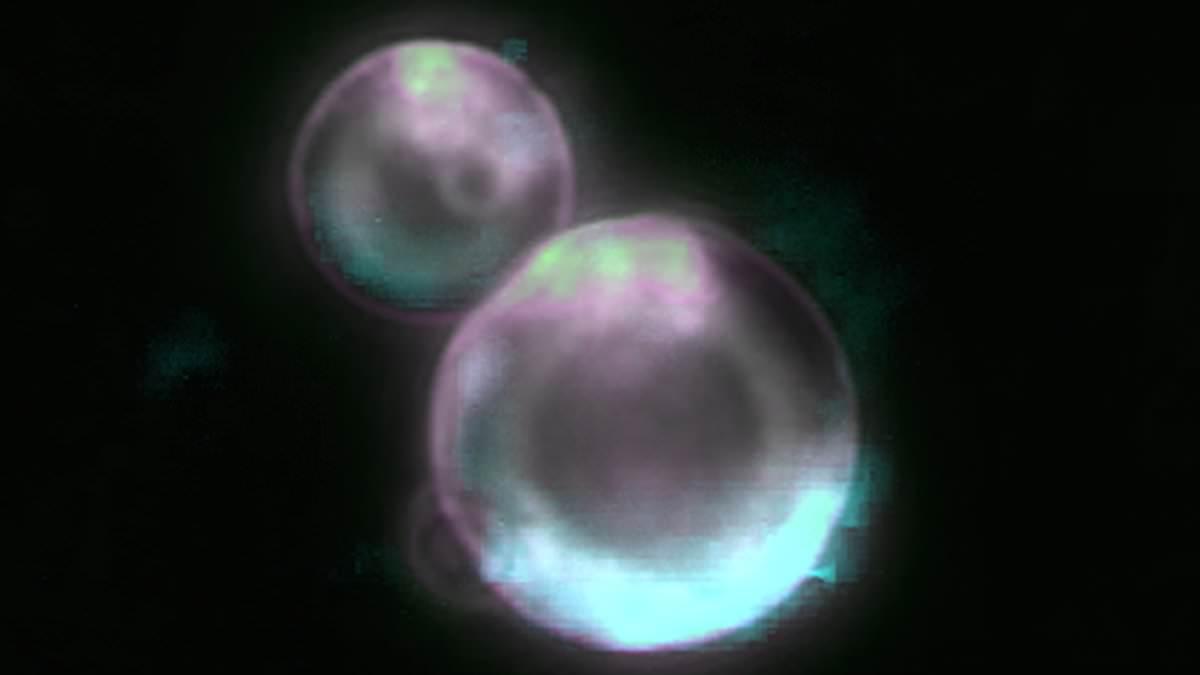 Scientists BUILD a cell from scratch: Synthetic organism can feed, grow, copy its DNA and divide in world-first breakthrough