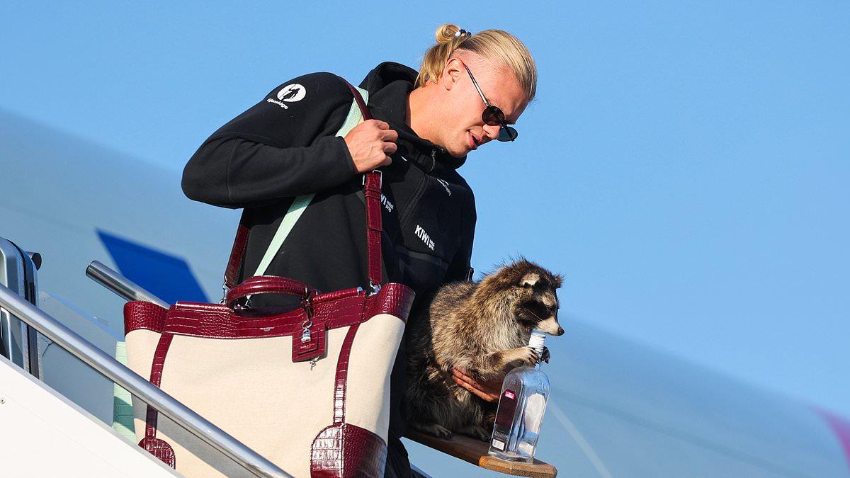 Erling Haaland returns home to hero's welcome - bringing a £560 taxidermied RACCOON with him - before joining Norway fans in one last Viking Row celebration to toast country's best ever World Cup run