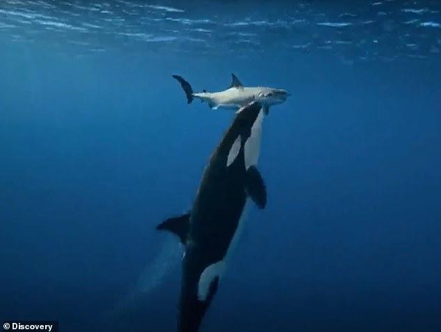 Scientists uncover terrifying way 'ultimate apex predator' tears out sharks' livers