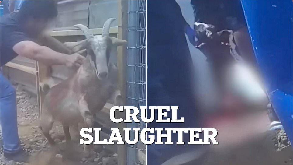 California Muslim rancher held festival of SACRIFICE that saw animal skinned alive after cruel halal slaughter, probe finds