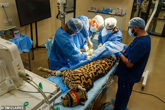 Inside the modern day Noah's Ark built by a billionaire's son: SUE REID visits the world's biggest wildlife sanctuary that has saved 150,000 animals from terrible suffering