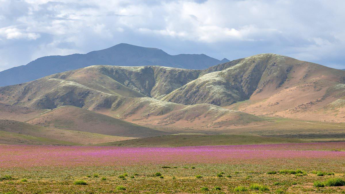 Rare 'Super El Niño' turns the Atacama Desert into a sea of flowers in spectacular explosion of life