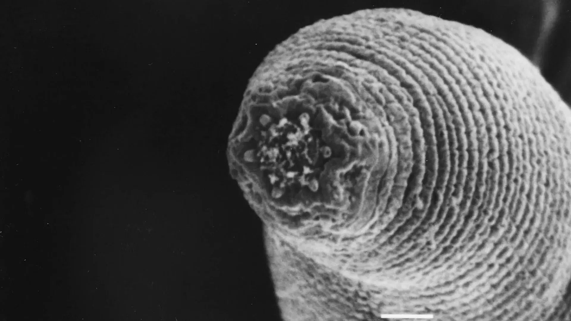 The devil worm is the deepest-living animal. It's redefining life at its limits