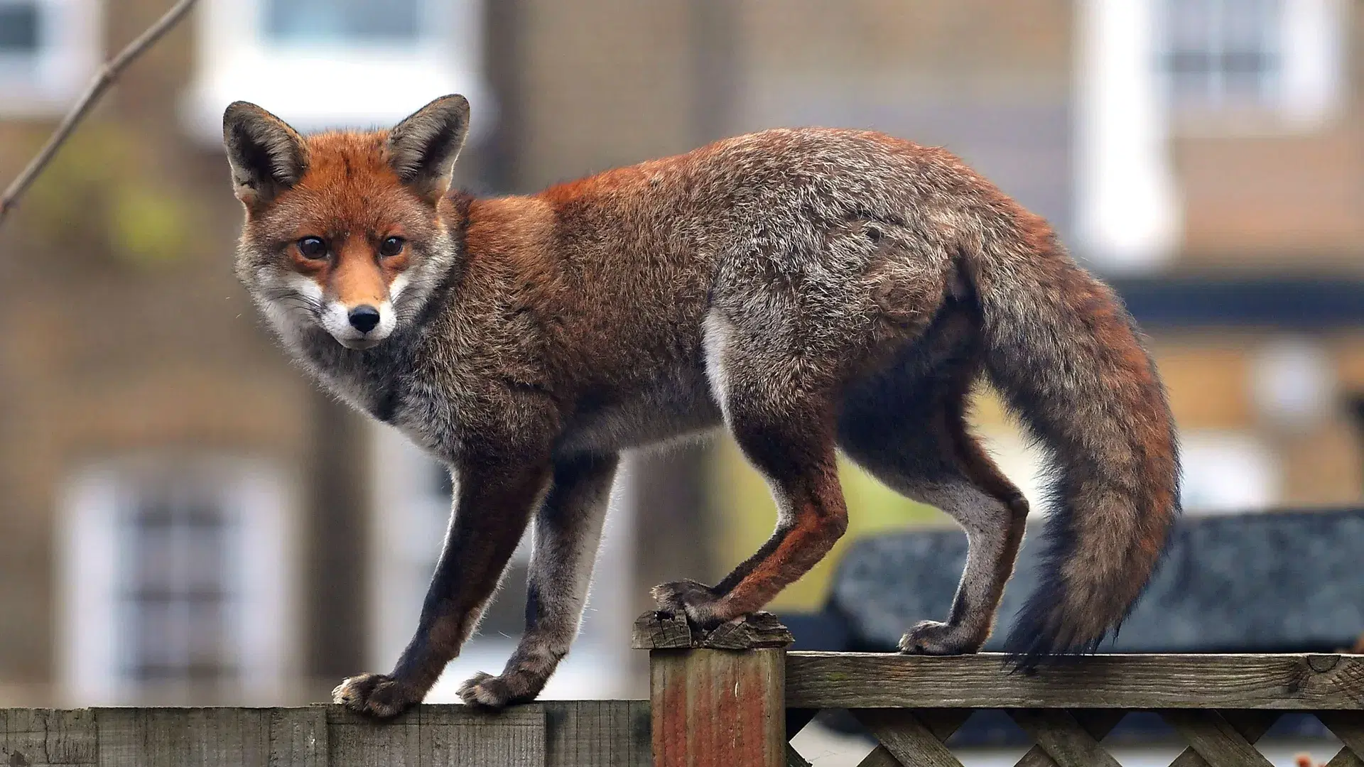 Extreme evolution: The animals evolving at super speed to survive
