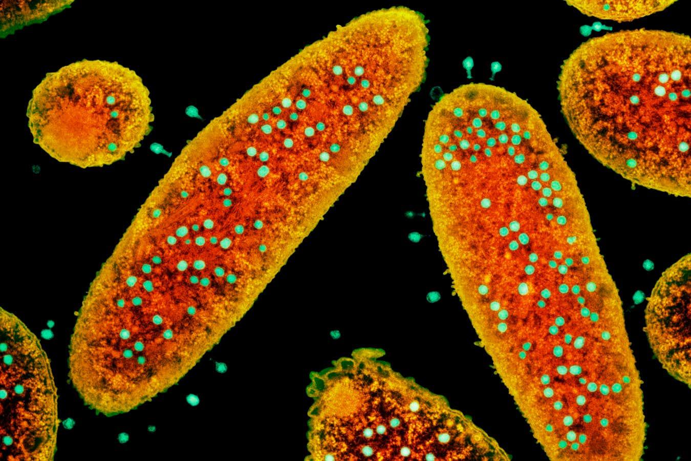 Phages could enable us to hijack vaccine immunity to kill cancer cells