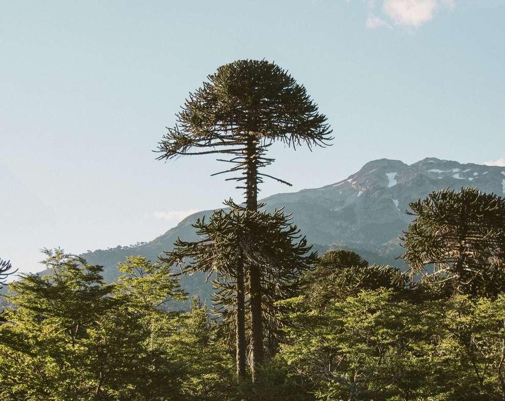 Horrifying next twist in the Alexander brothers case: MAUREEN CALLAHAN exposes an unthinkable perversion that's been hiding in plain sight