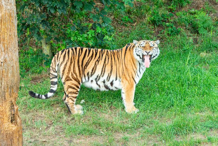 The Yorkshire Wildlife Park tiger doesn’t deserve to die