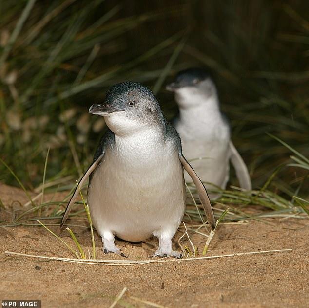 Rush to vaccinate penguins amid fears bird flu could decimate their numbers